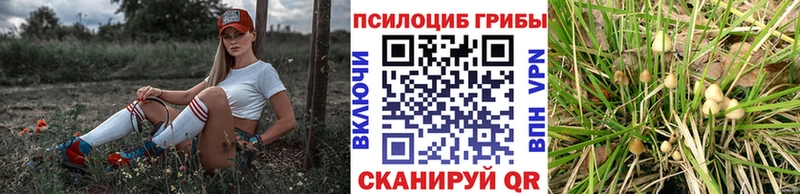 Псилоцибиновые грибы Psilocybe  Вологда 